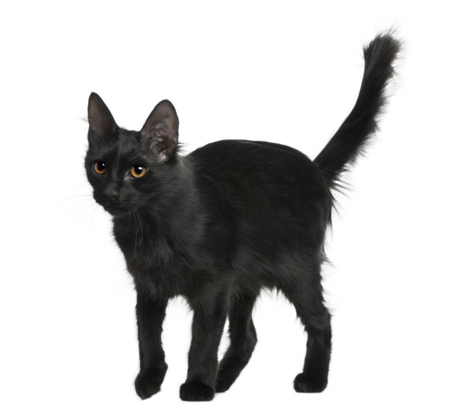 Mingus the Panther