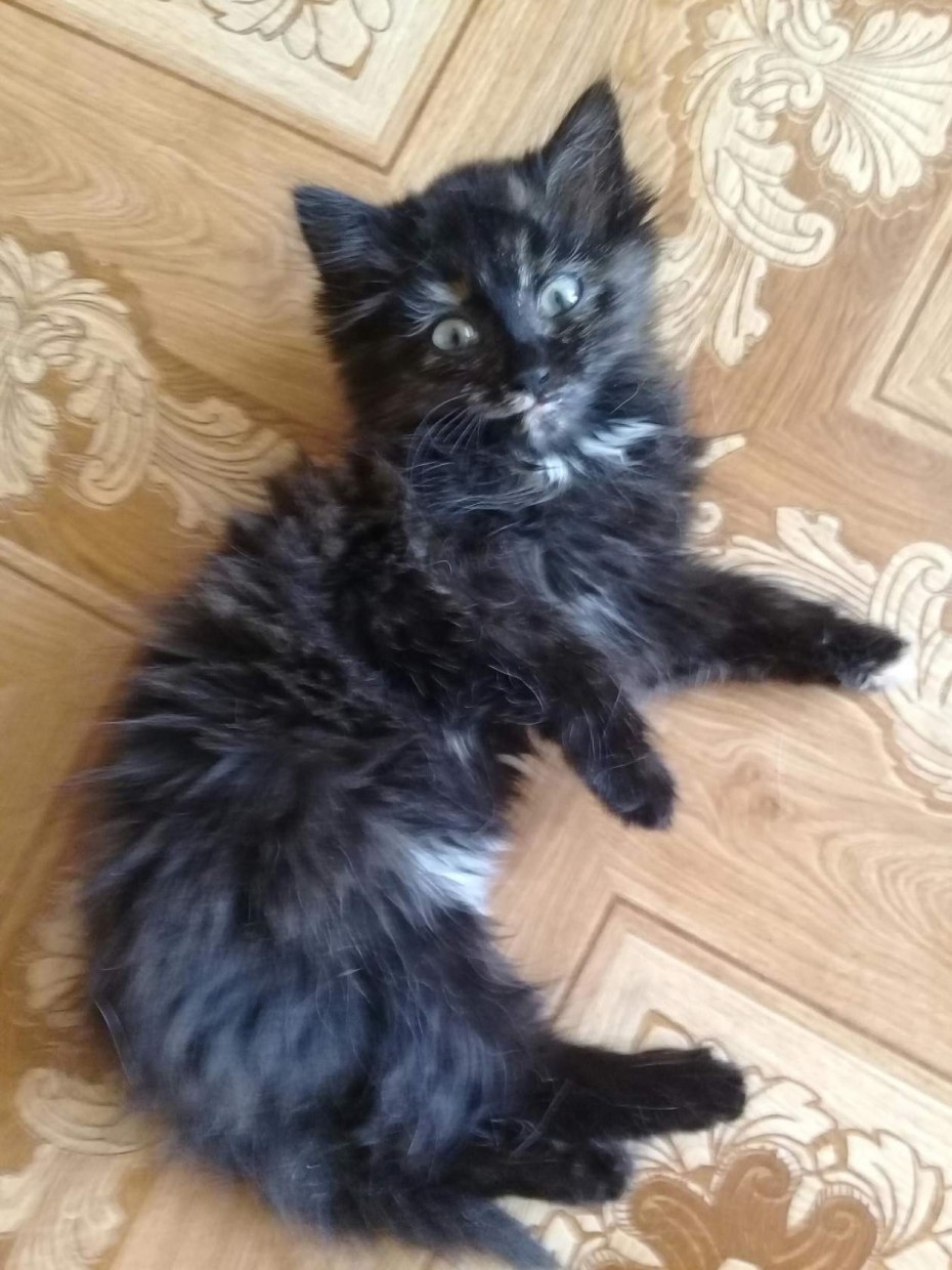 Турецкая ангора котята черные