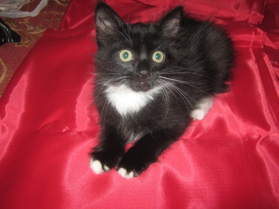 Ангорсрий котёнок чёрный