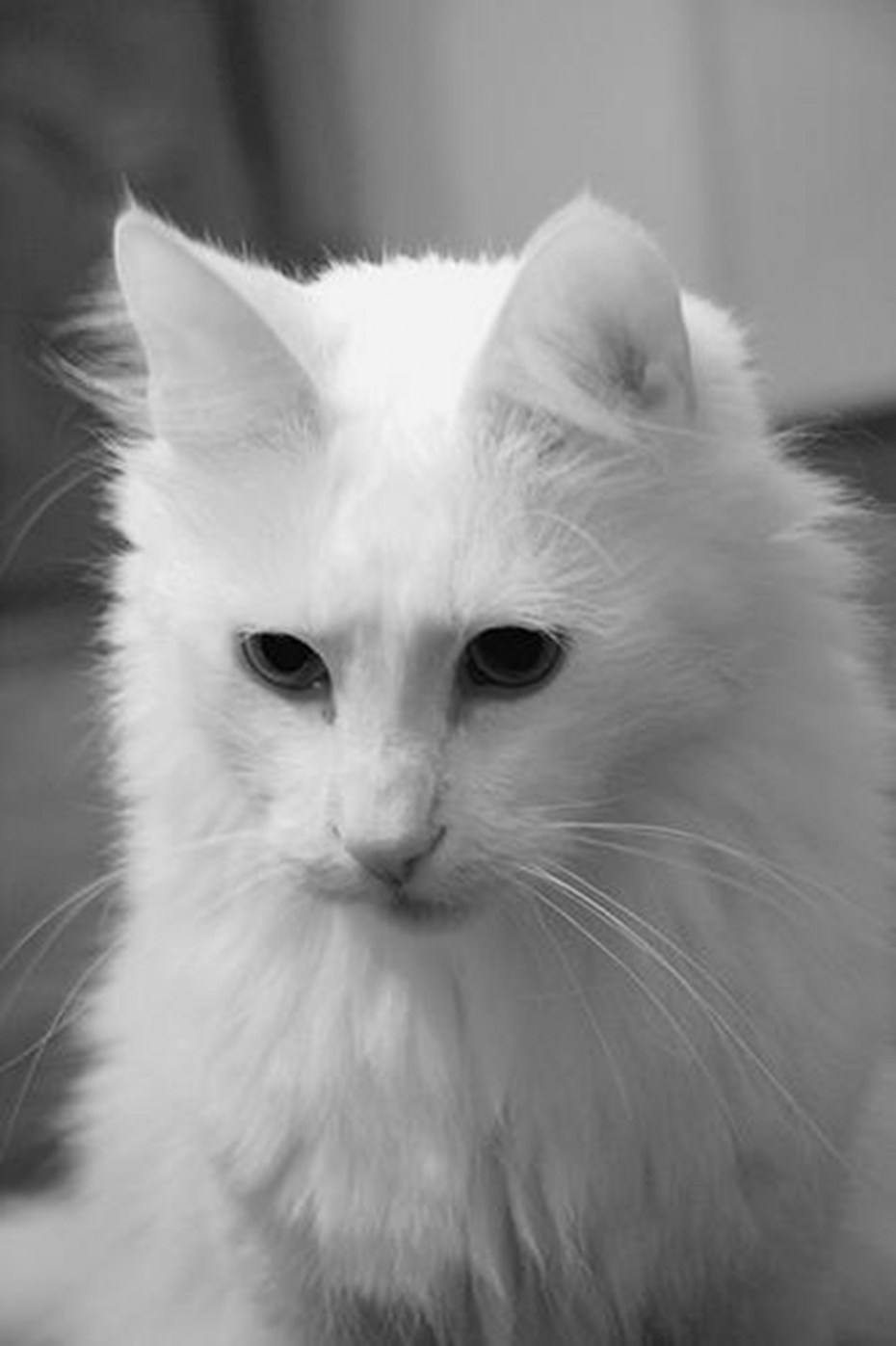 Турецкая ангорская кошка черная