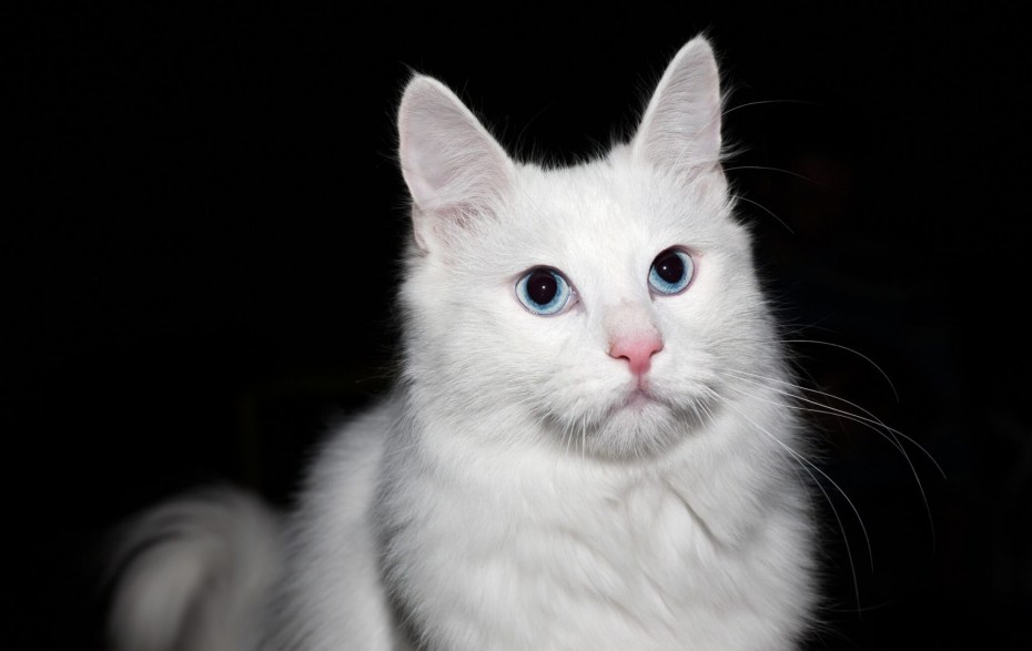 Ангорский кот черный котенок