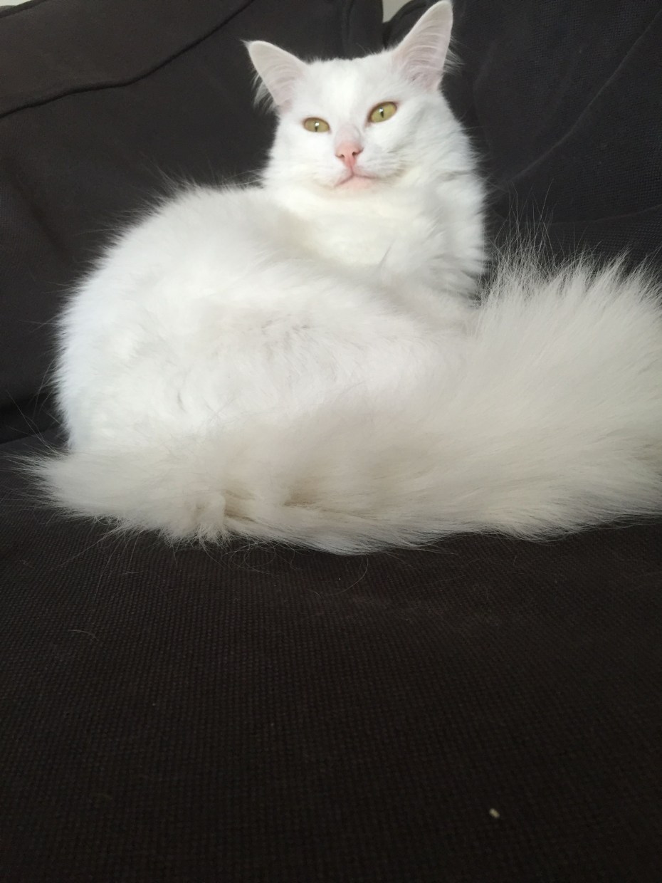 Турецкая ангора кошка