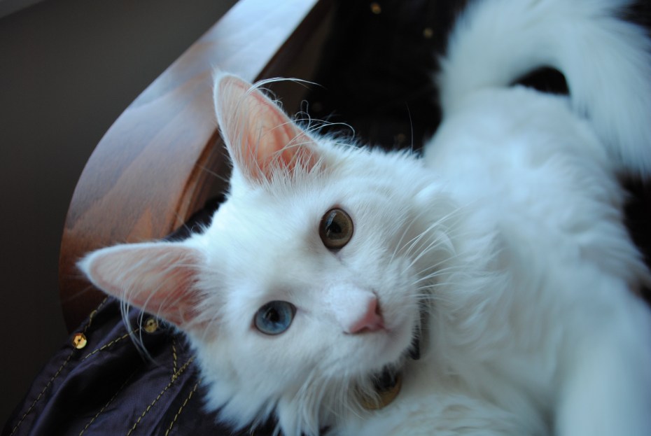 Кошка ангорка белая