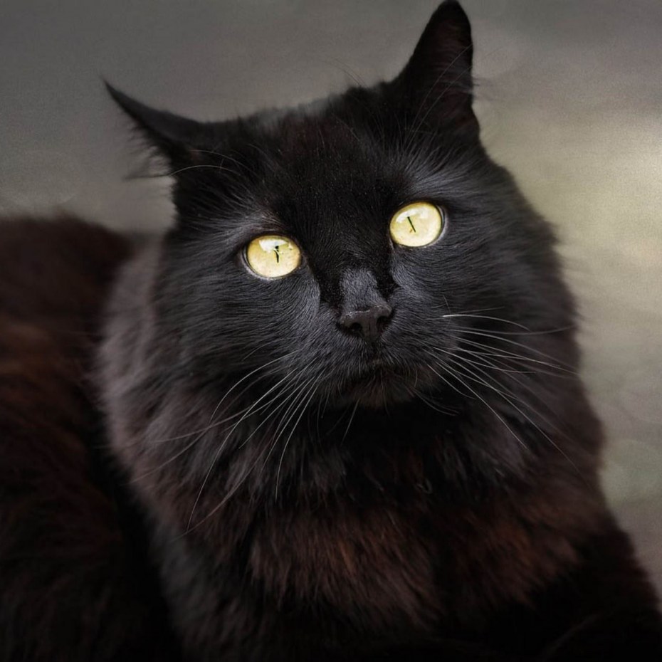 Кот чёрный, 15 см.