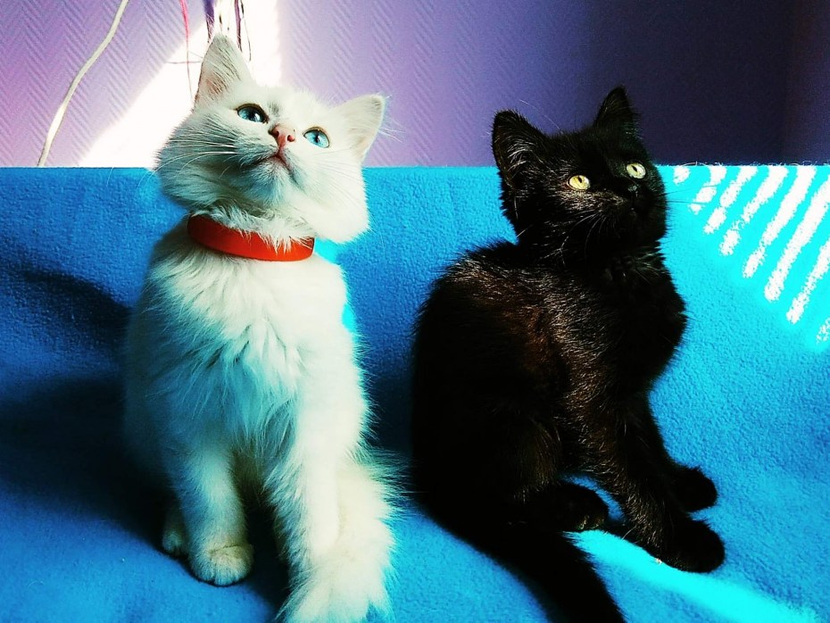 Кочки с длиной причоской