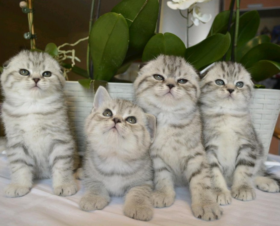 Шотландская короткошёрстная кошка вислоухая