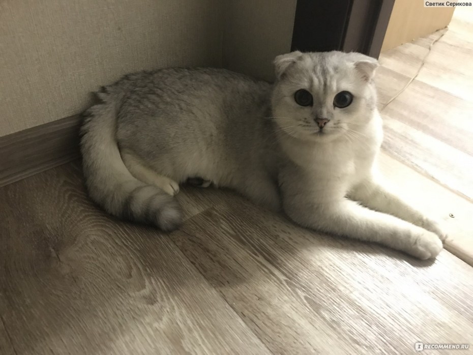 Шотландская вислоухая кошка рыжая