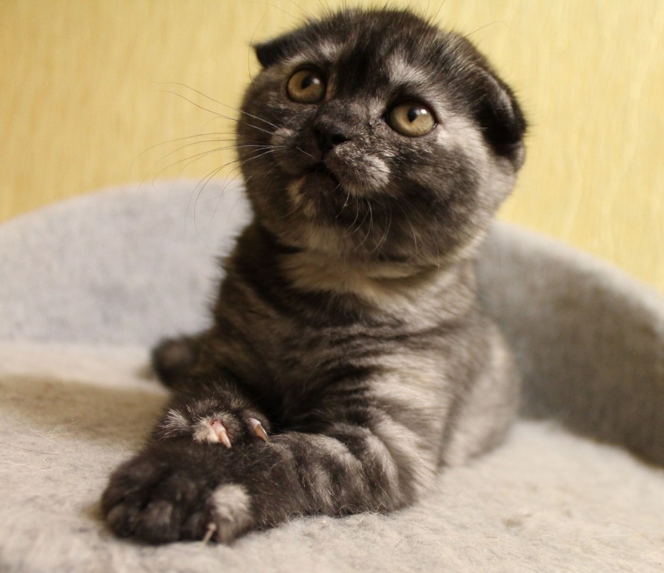 Вислоухие коты скрещивание