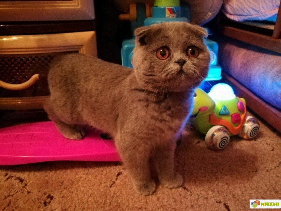 Шотландская вислоухая кошка вертикальные