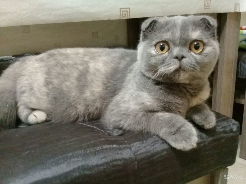 Котята ми ми вислоухие