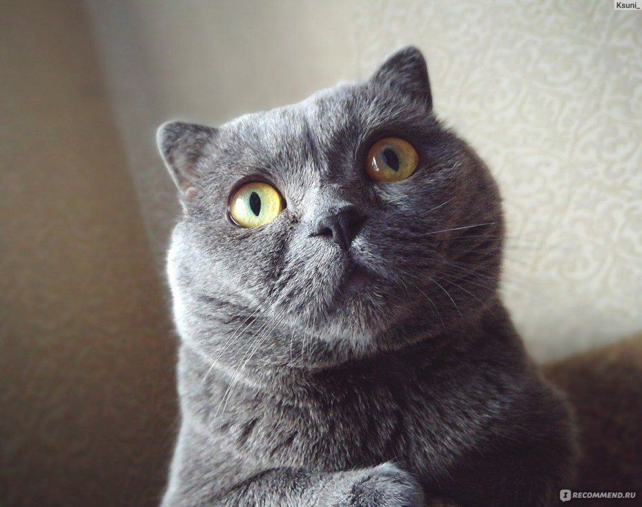 Шотландская вислоухая кошка
