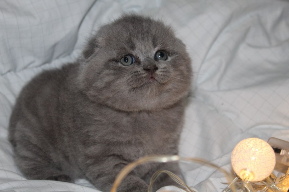 Шотландские котята желтые