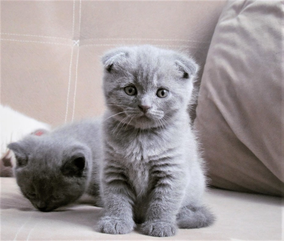Скоттиш фолд виски