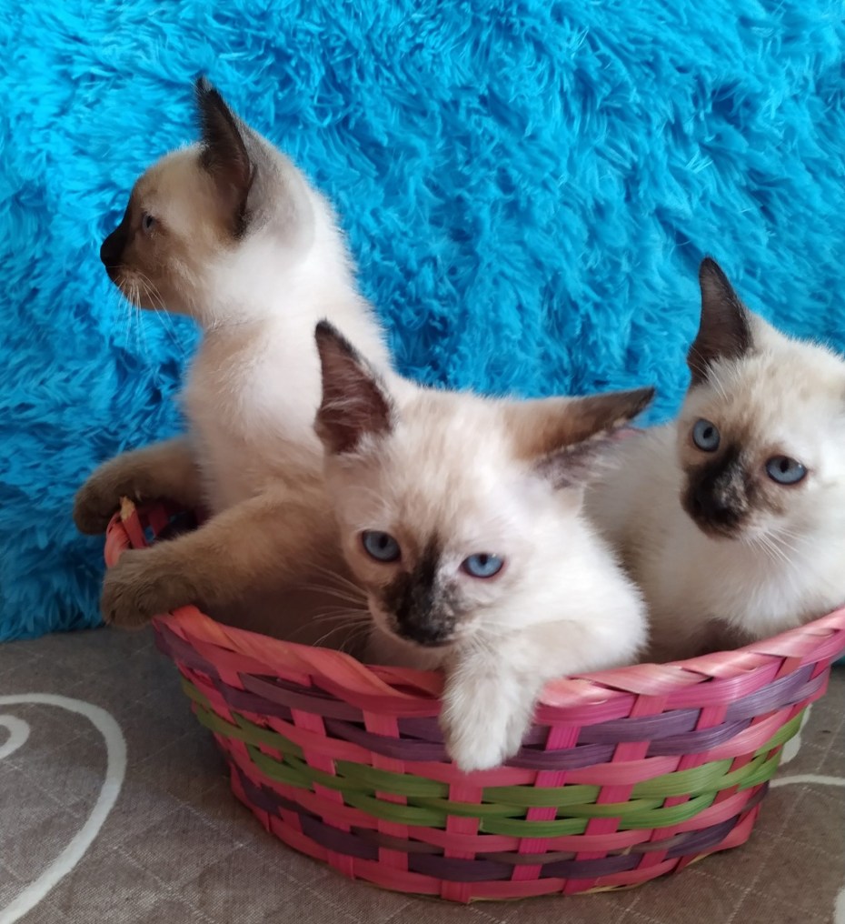 Меконгский бобтейл котята