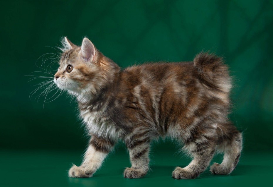 Кот Курильский бобтейл