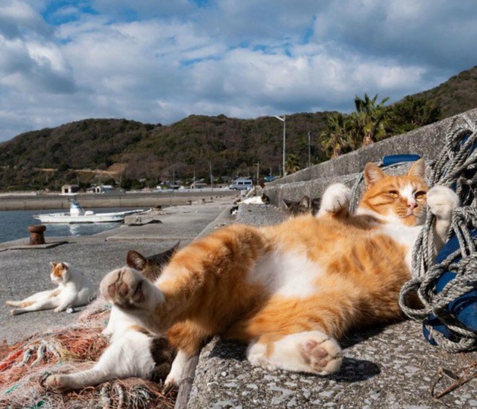 Кот на море