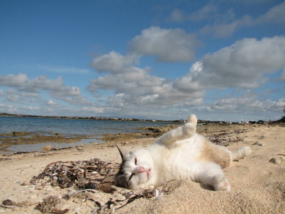Кот на берегу моря