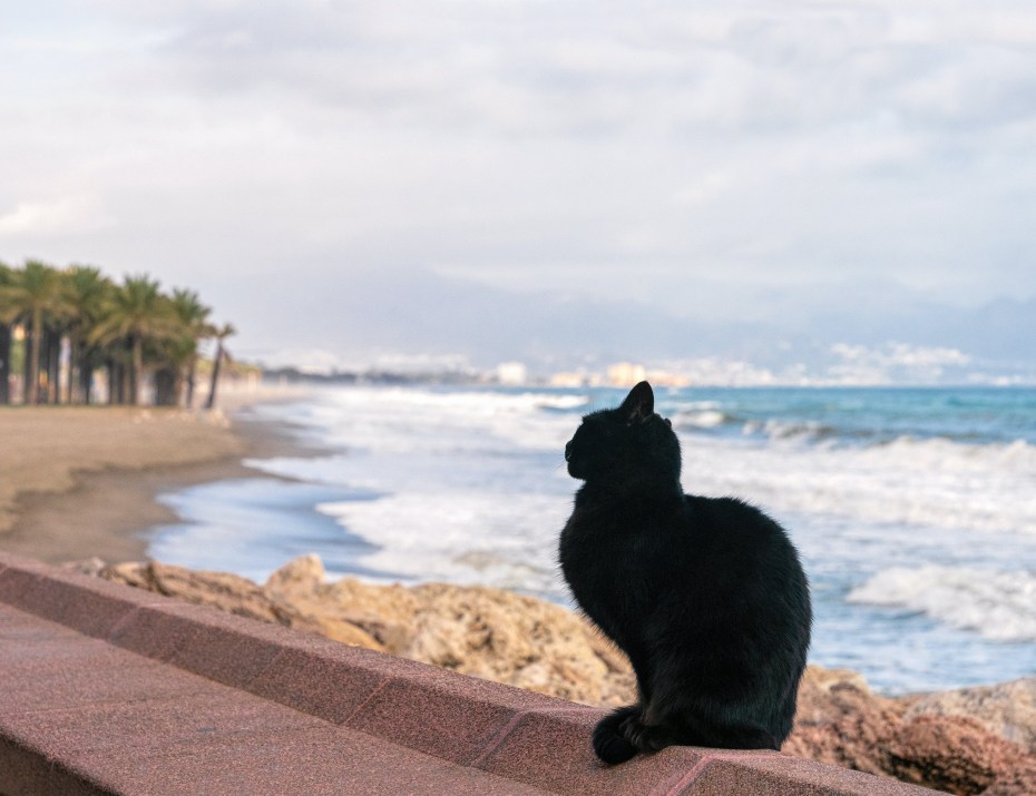 Черная кошка на море