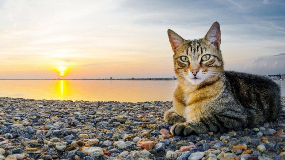 Котенок на море