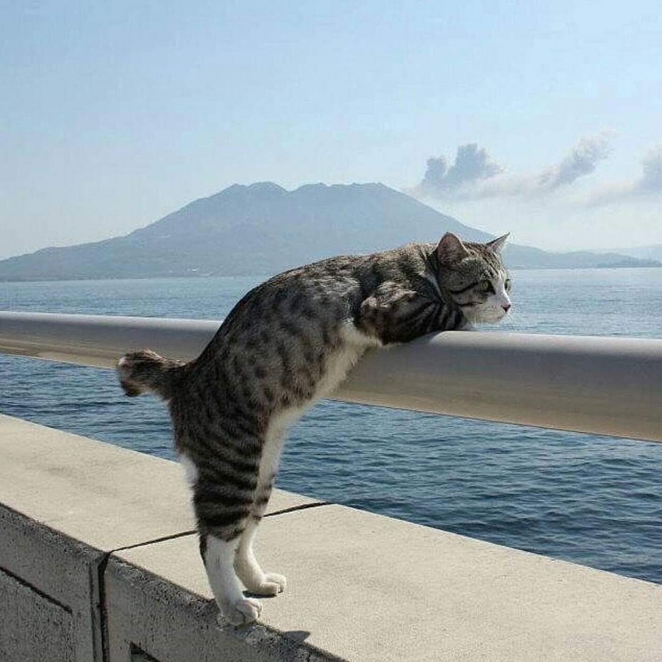 Котик отдыхает