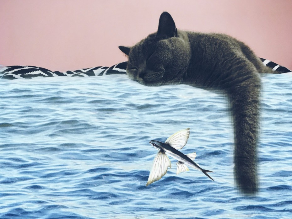 Черная кошка на море