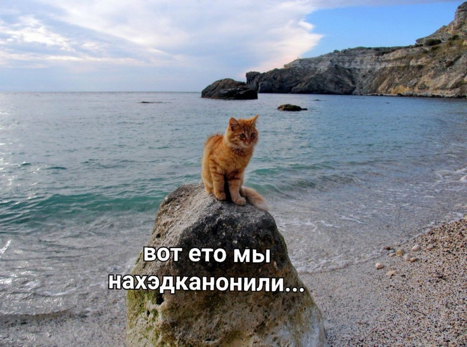 Кот на пляже