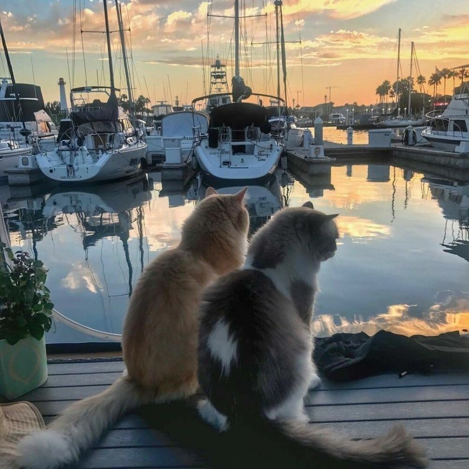 Кот на море