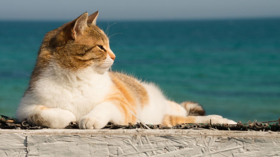 Кот на море