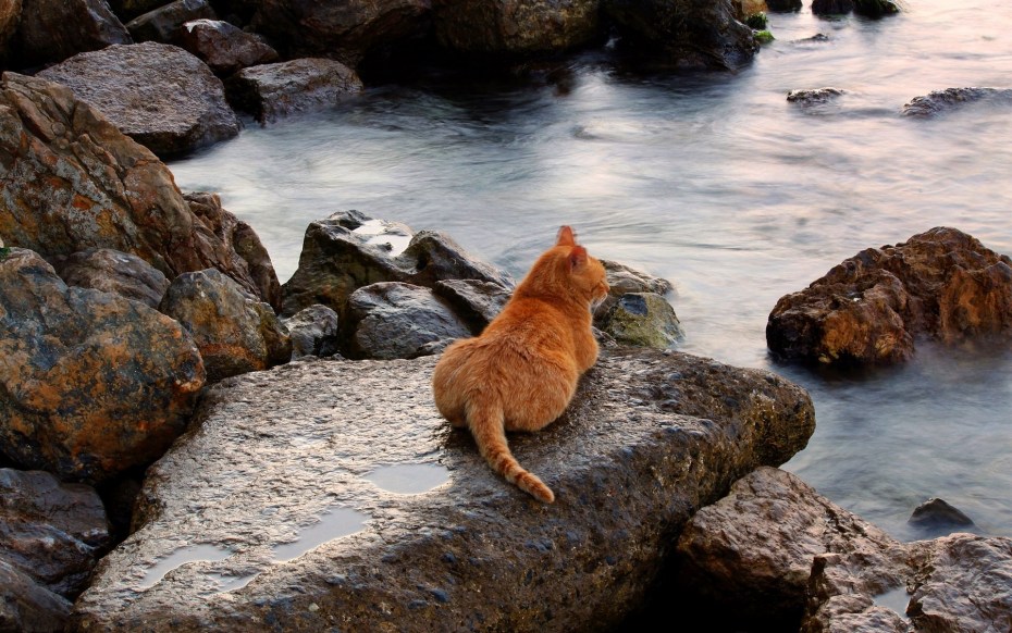 Кот на море