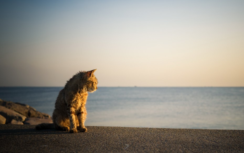 Кошка на берегу
