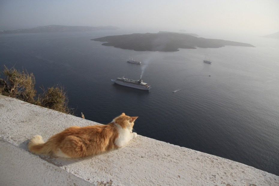Море котов