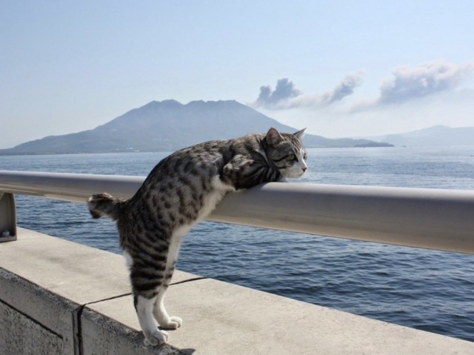 Кот на море