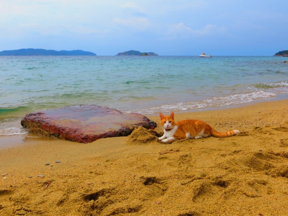 Кот на берегу моря
