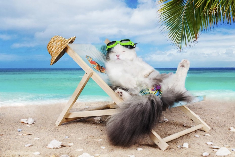 Кот отдыхает