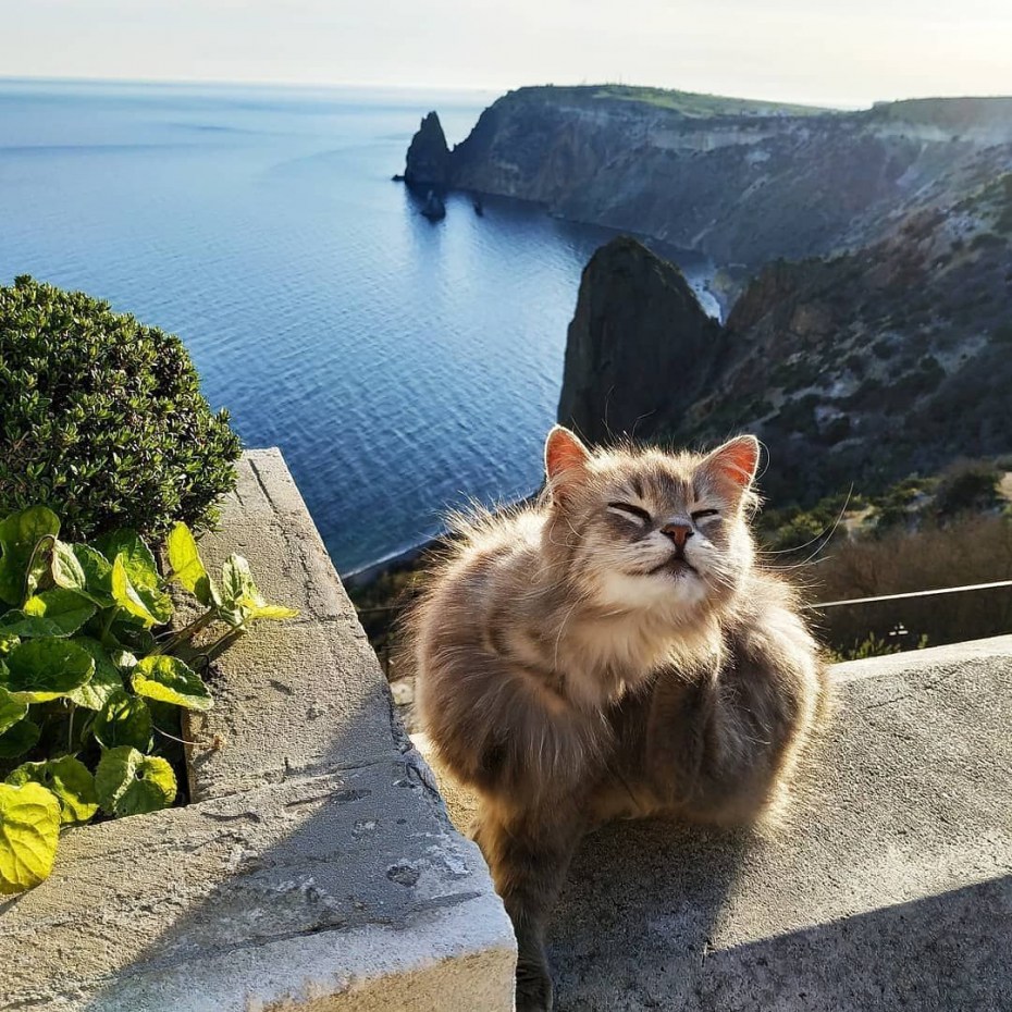 Крым, море, коты