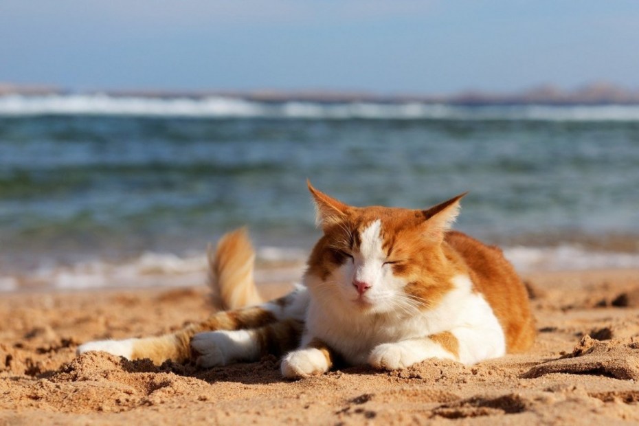 Кот на море