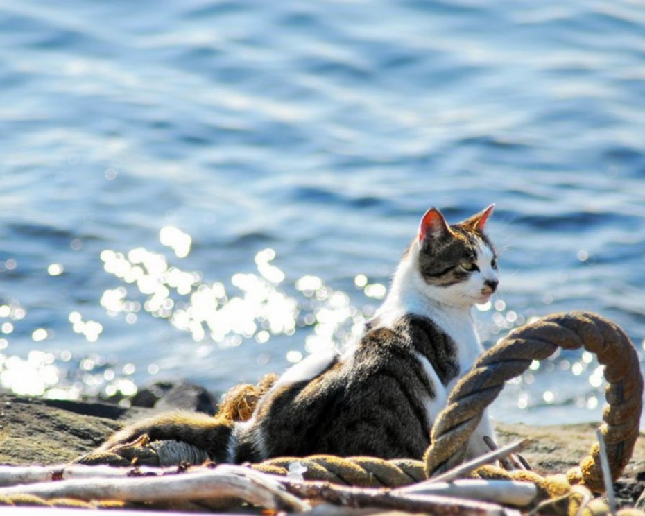 Котенок на море