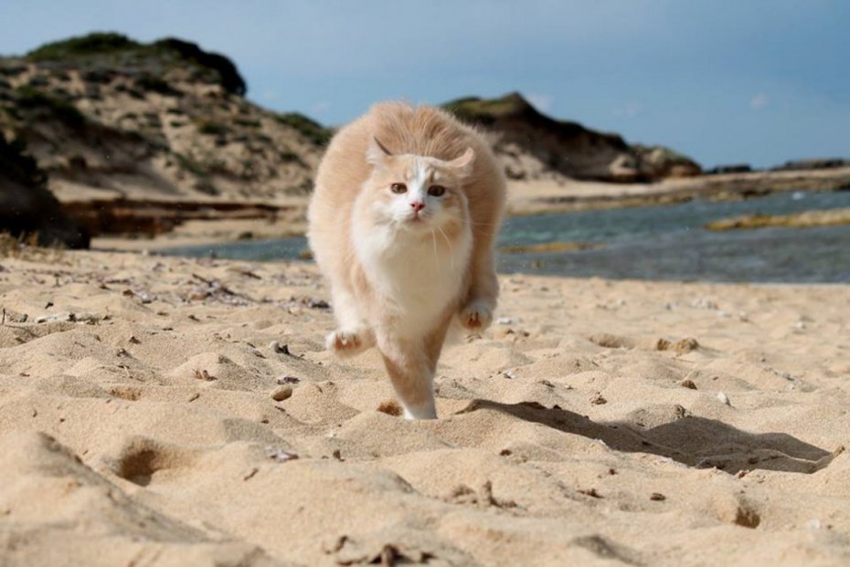 Кот на море
