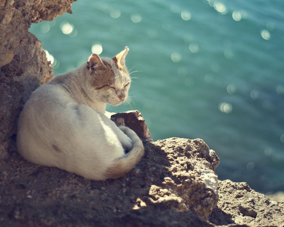 Кошка на берегу моря