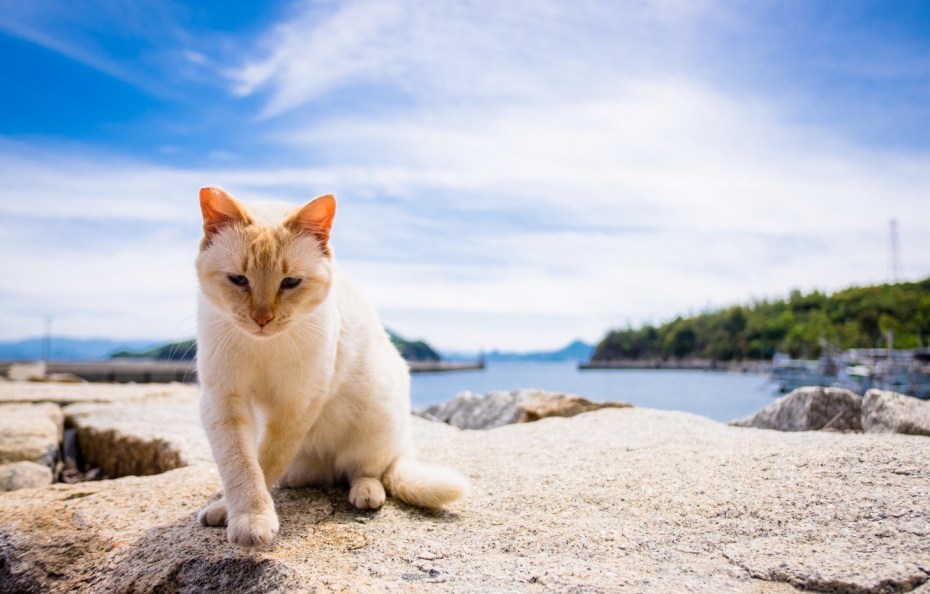 Кот на море