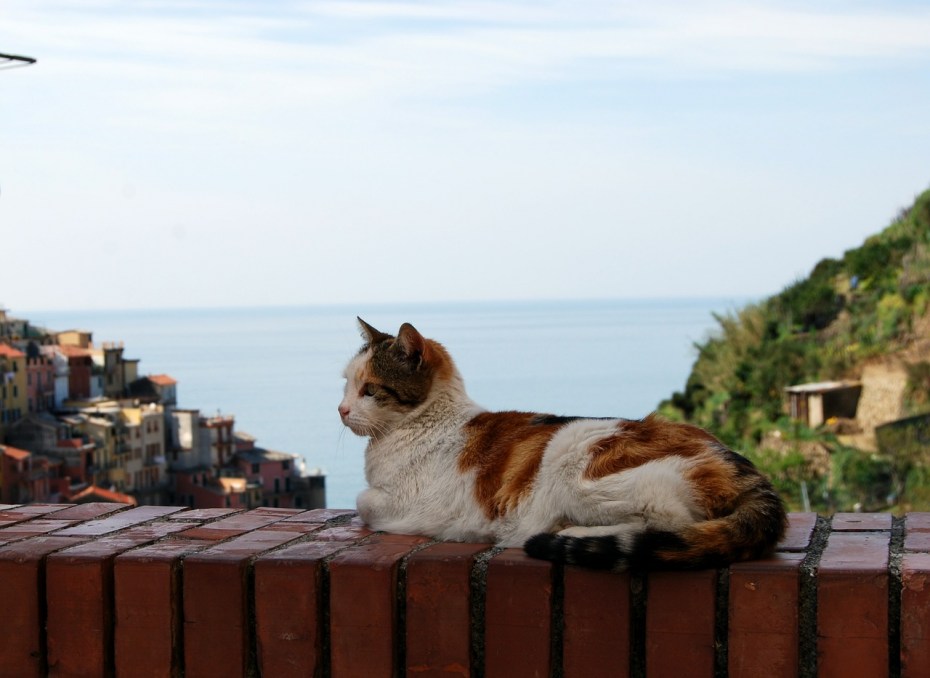 Город кошек Deniz