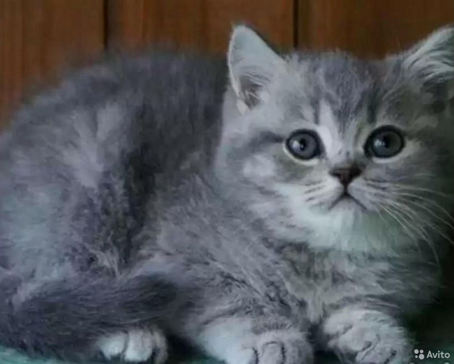 Скоттиш страйт голубой мрамор