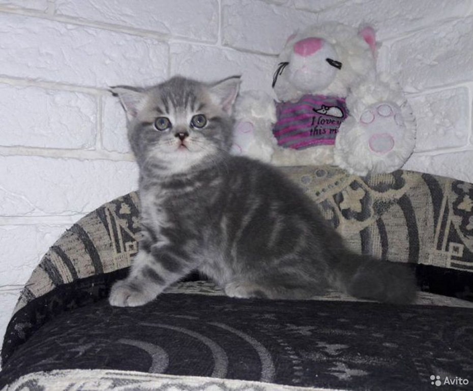 Скоттиш страйт голубой мрамор