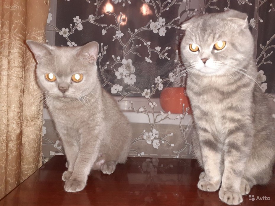 Шотландский страйт табби