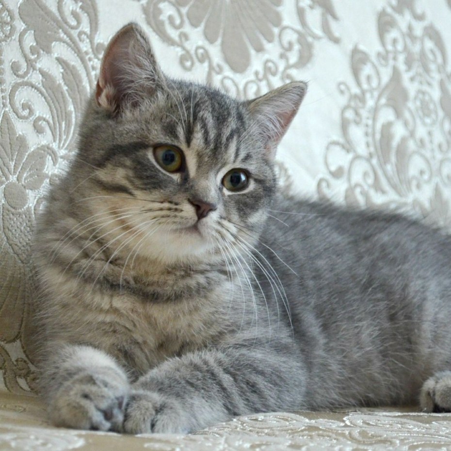 Кот шотландский прямоухий мраморный 2 месяца