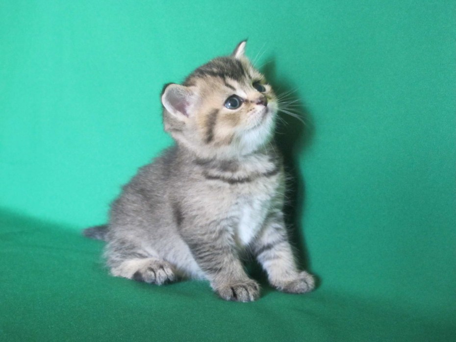 Скоттиш страйт котенок серый