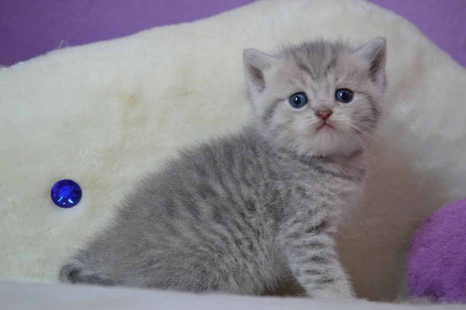 Британский короткошерстный кот полосатый