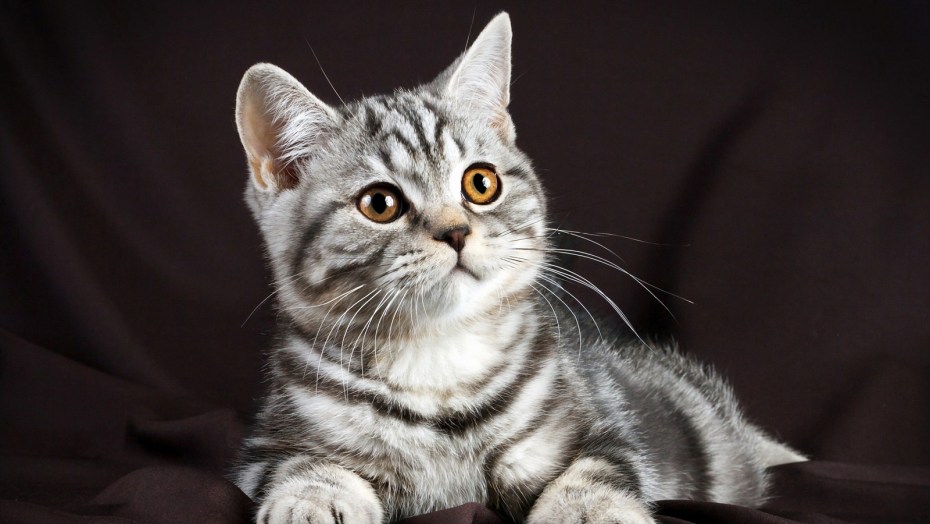 Скоттиш фолд лиловый табби