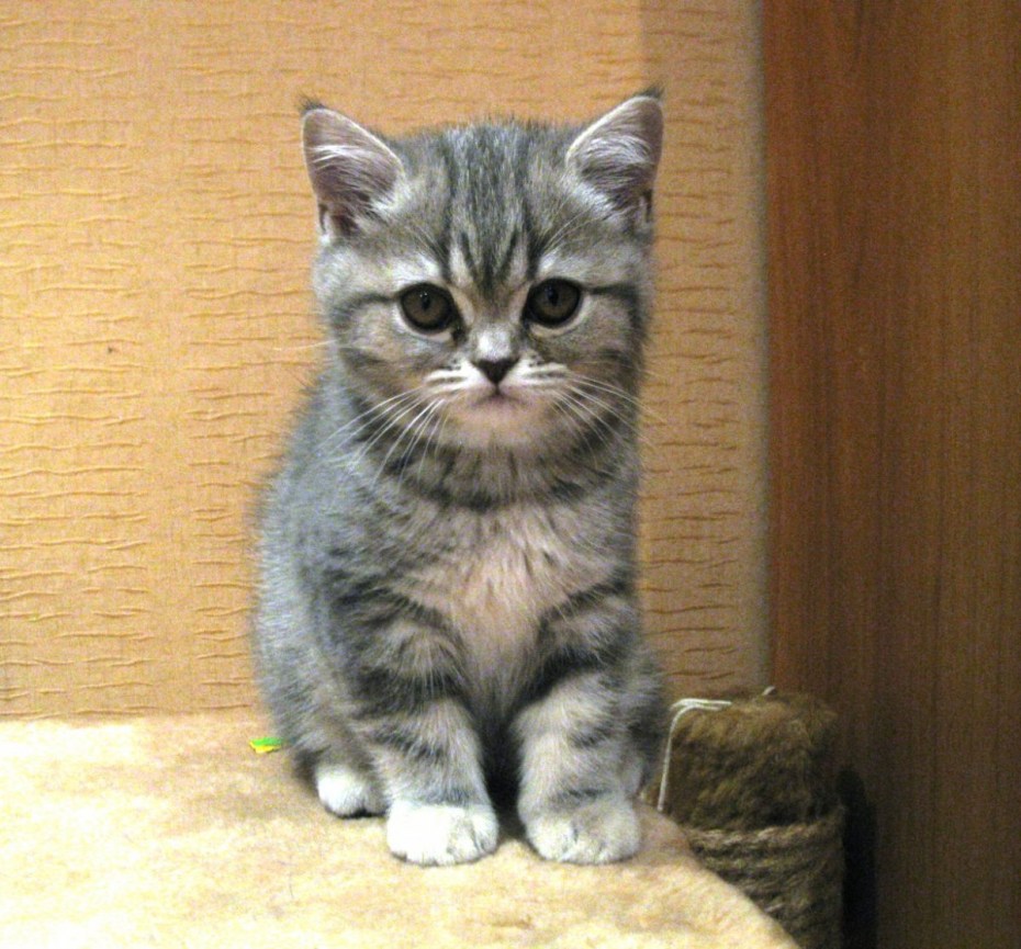 Скоттиш страйт голубой мрамор