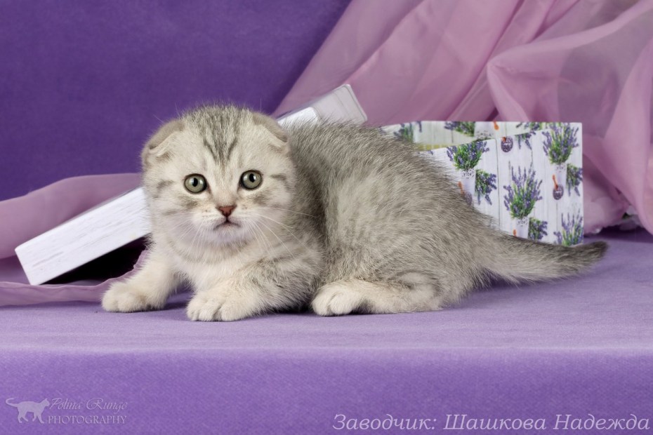 Серебристый табби вислоухий